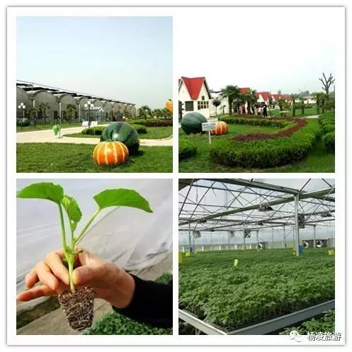 杨凌农科金牌旅游联盟之景区篇(三) —— 探索现代农业的奇妙窗口 杨凌新天地农业科技示范园